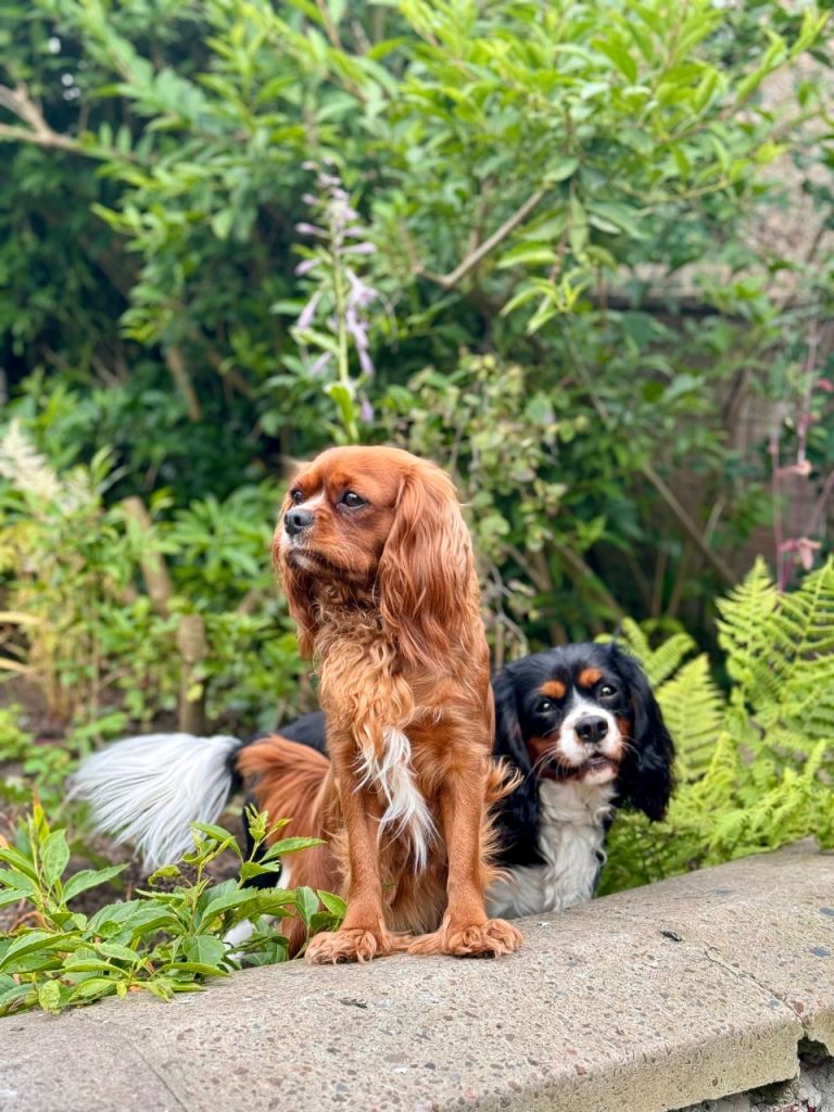Beautiful DNA HEALTH TESTED Cavalier King Charles spaniel puppy