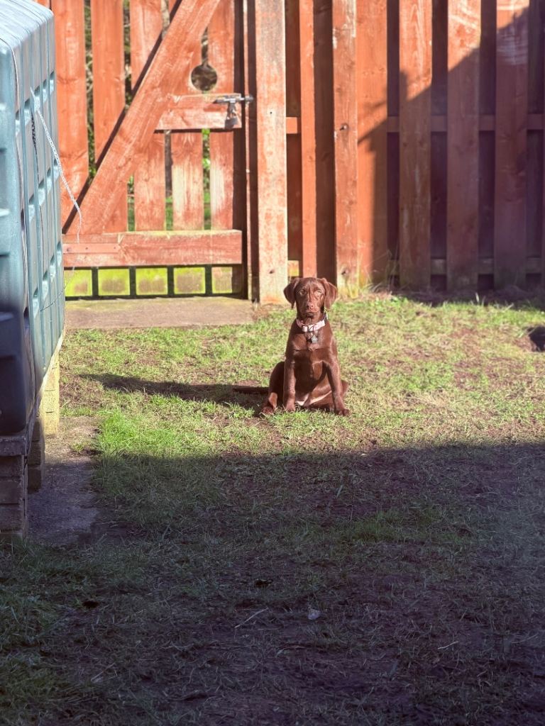 🐾 17 Week Old Lab x Weimaraner Puppy – Fully Vaccinated – £300 🐾