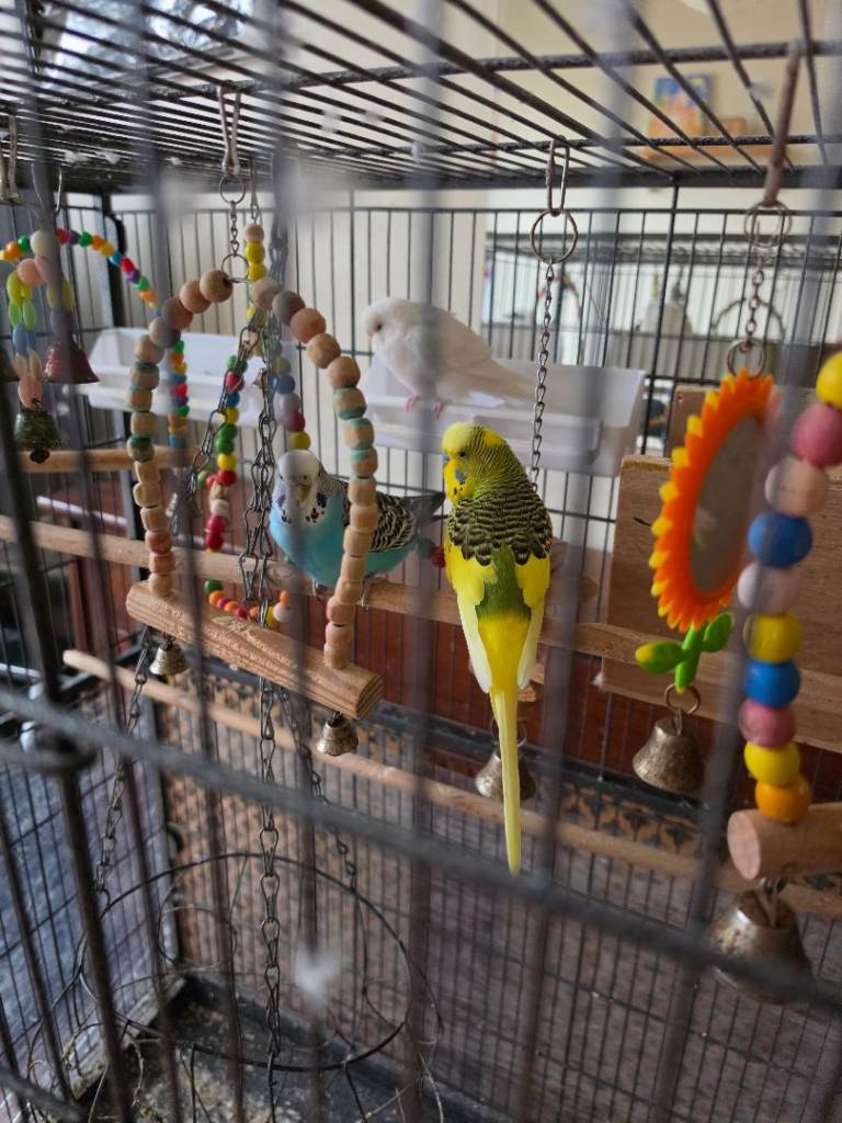 Budgies 