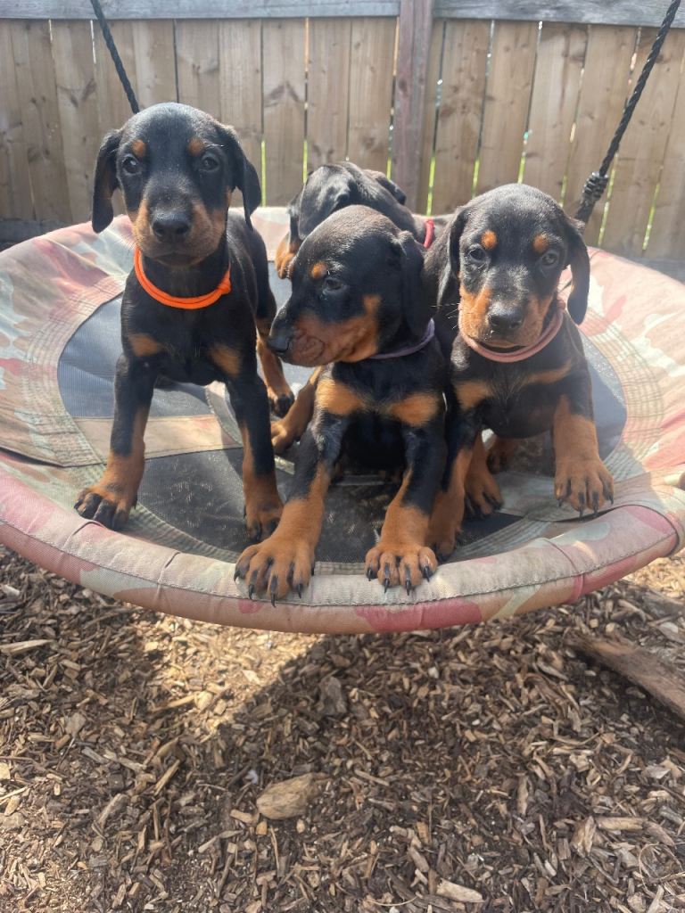 Doberman puppies 