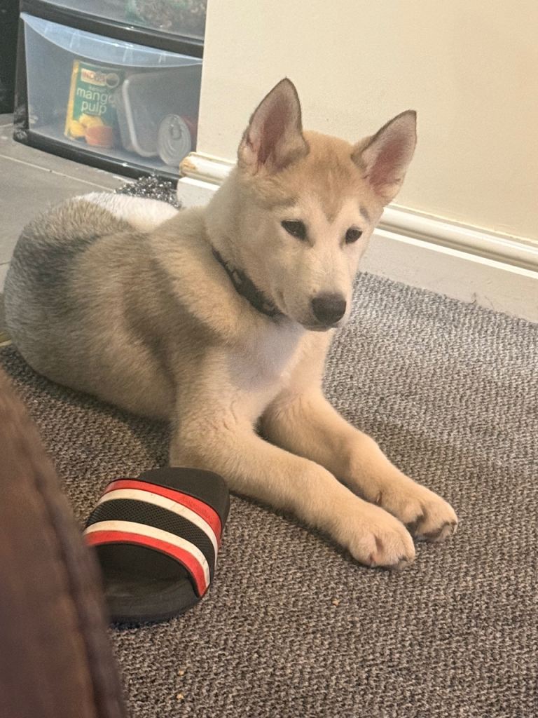 4 month Siberian Husky 