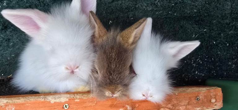 Lionhead babies