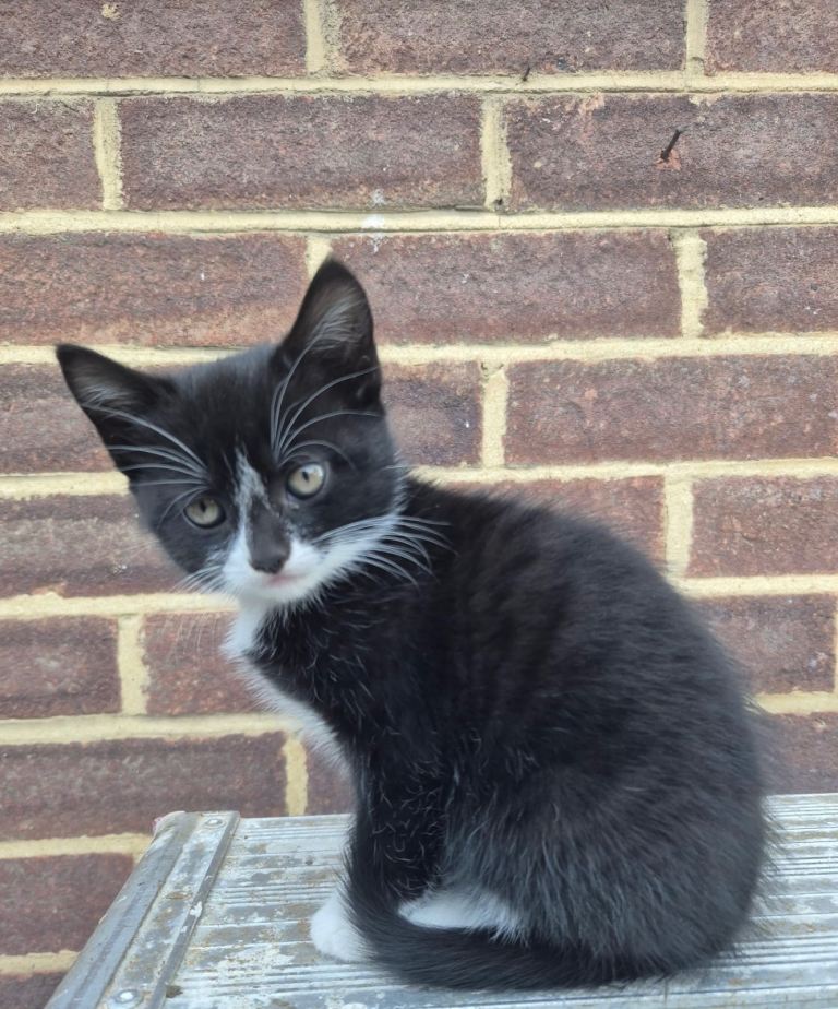 Kittens 
