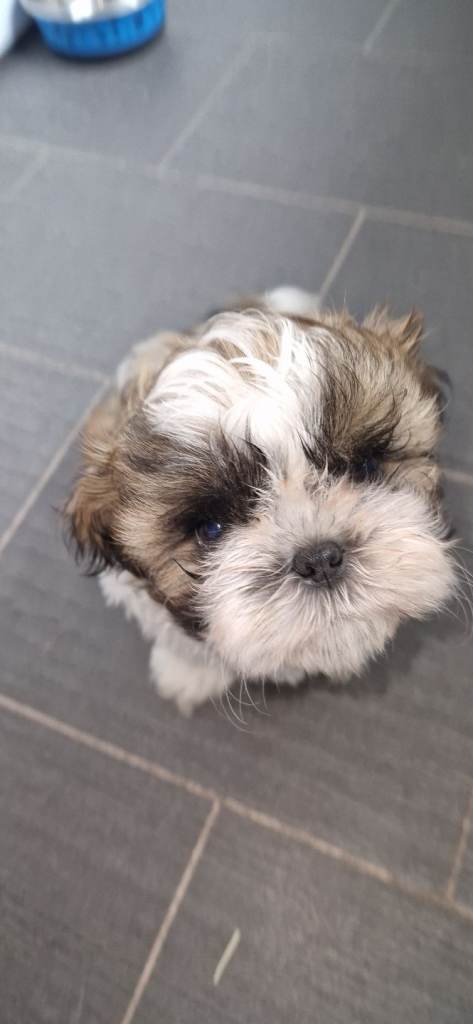 Gorgeous little shih tsu puppy