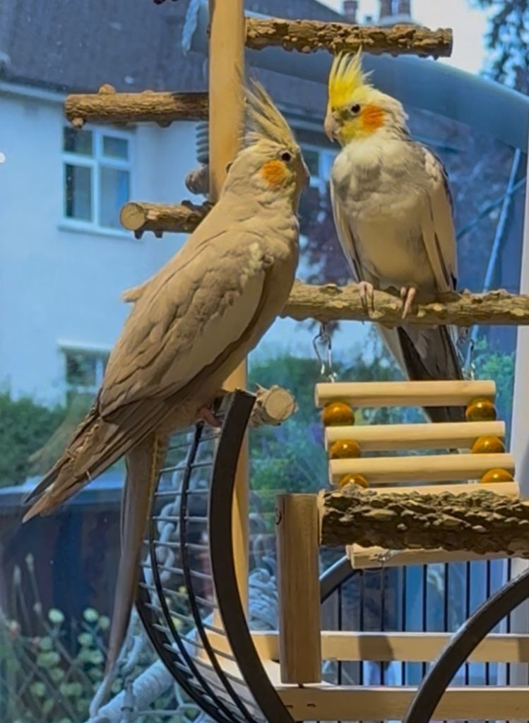 2 pairs of beautiful coctaiels