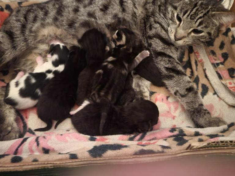 Kittens 😸 NO TIME WASTERS 