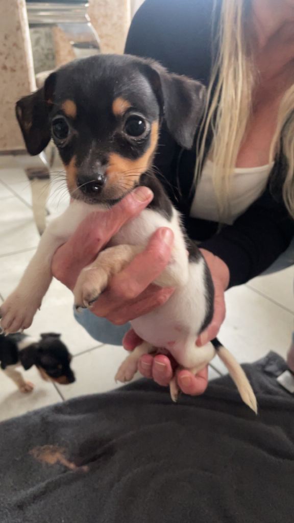 Jack Russell puppy