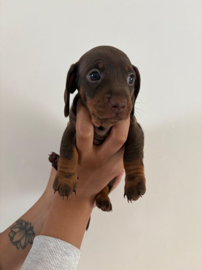 Miniature daschund 🐾 