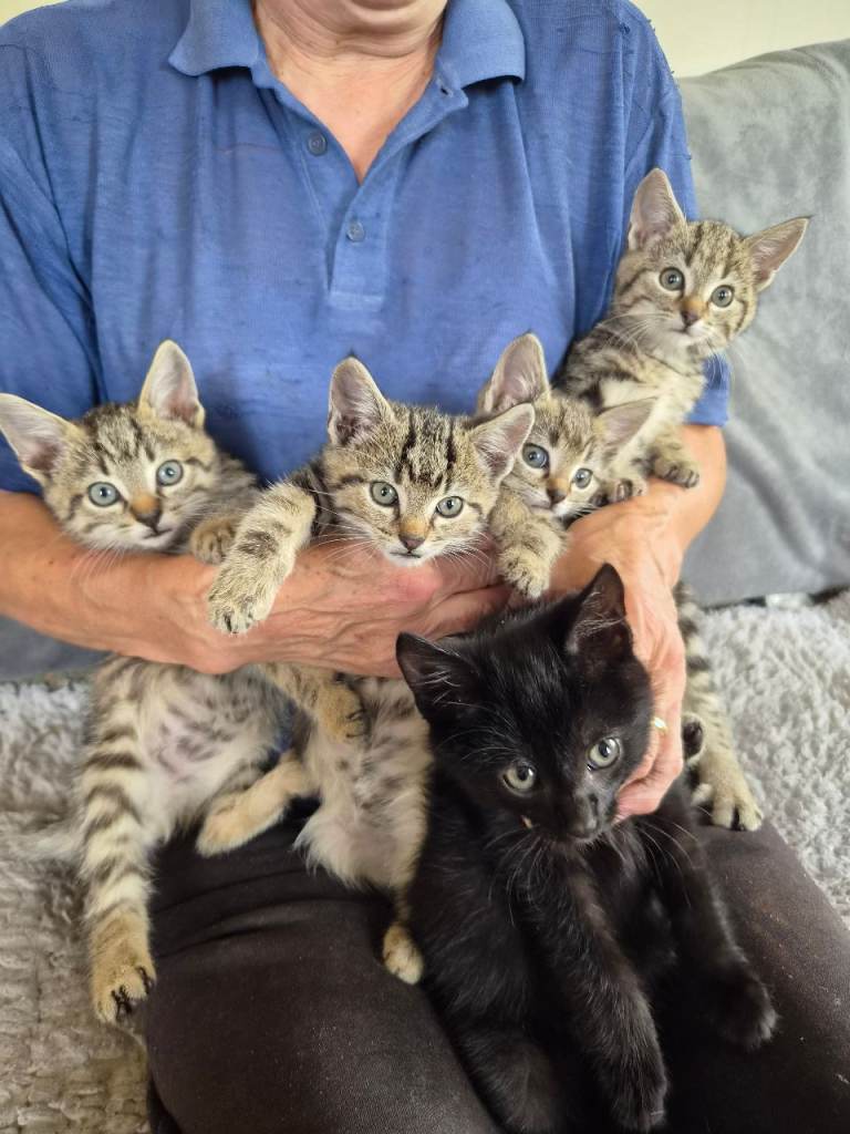 Kittens available 