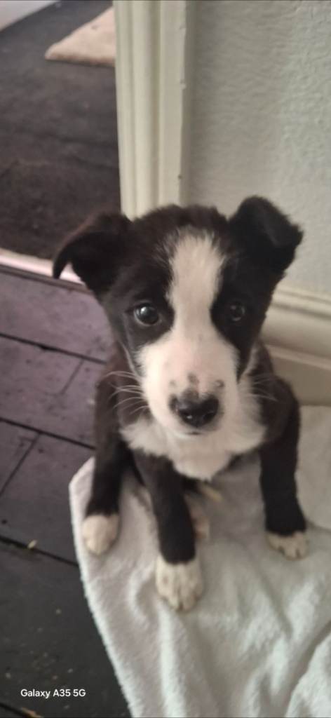 Border Collie Pups