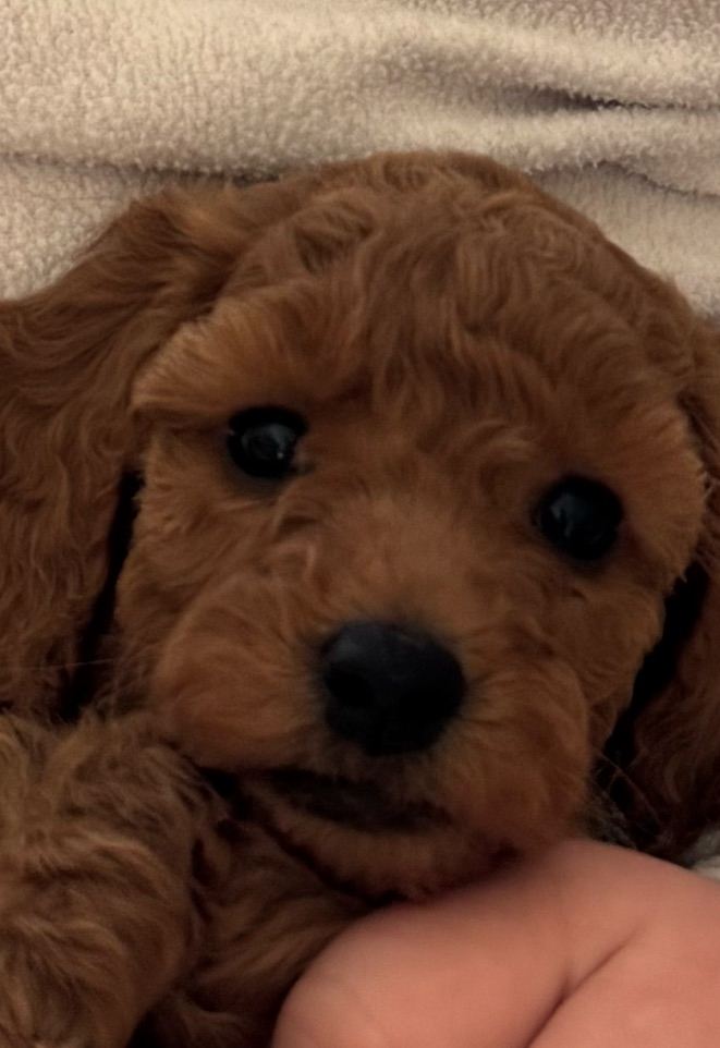 Cockapoo puppie for sale
