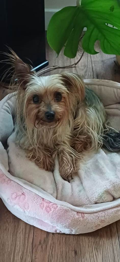 Yorkshire Terrier female 