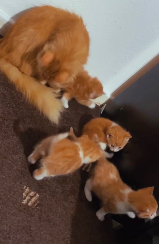 Half main coon half  feline domestic kitrens