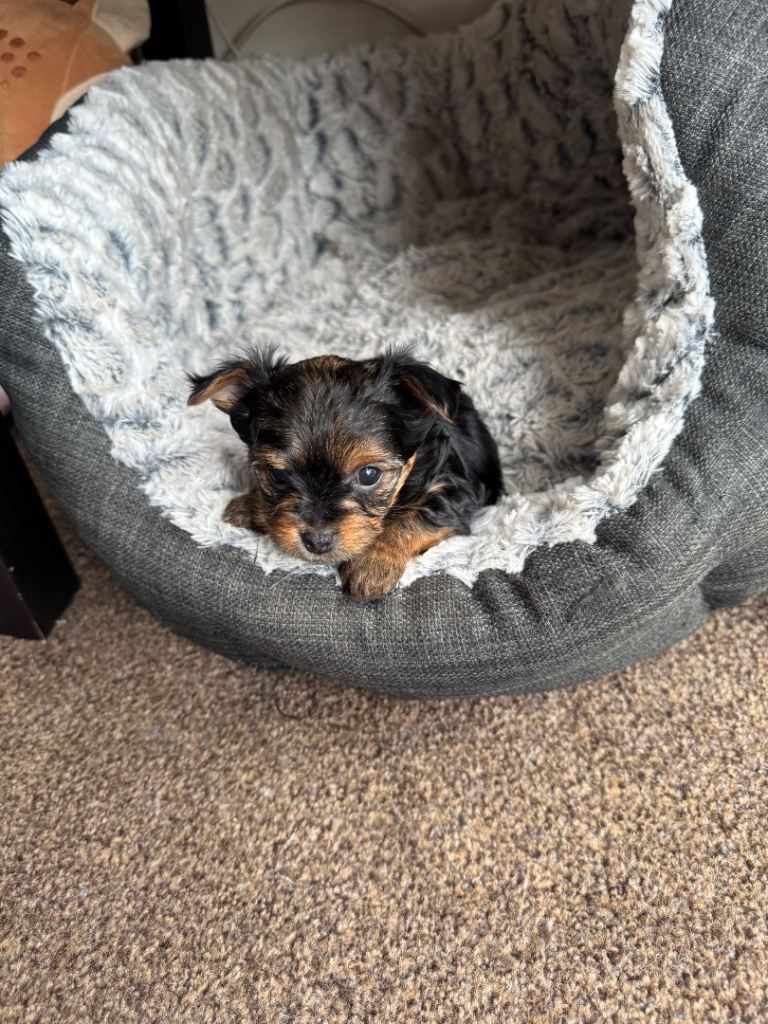 YORKSHIRE TERRIER GIRL AVAILABLE IN PORTSMOUTH 
