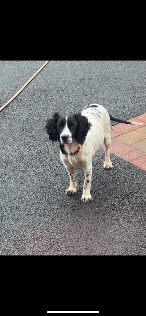 Cocker spaniel 