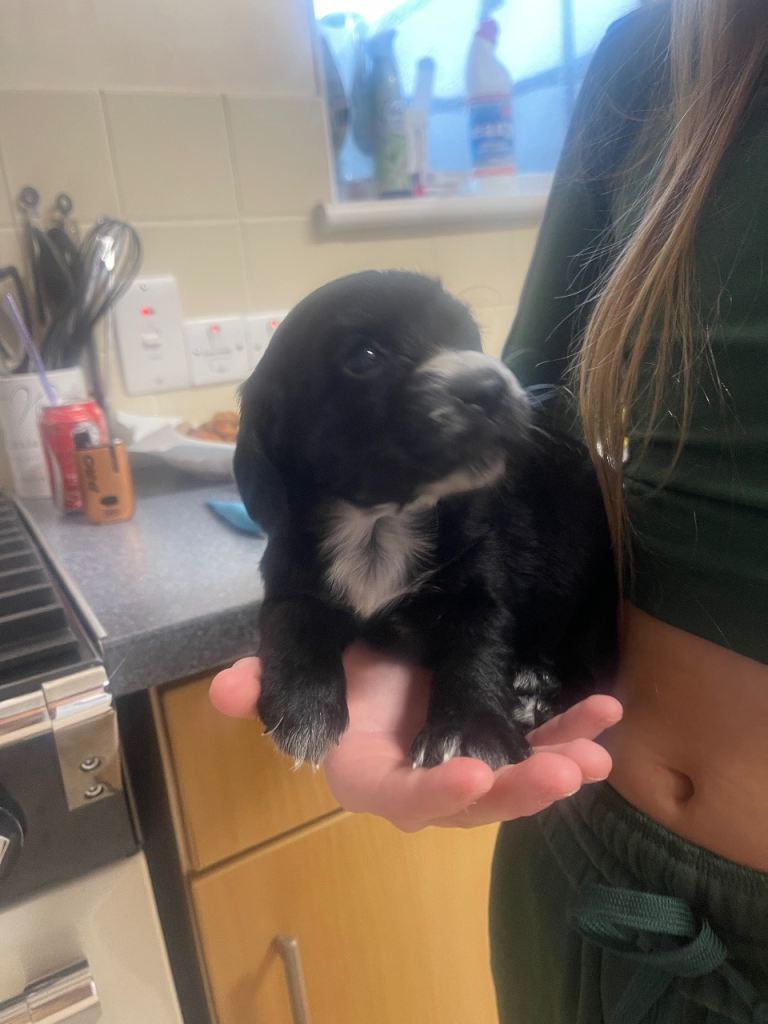 Cocker spaniel puppy’s 