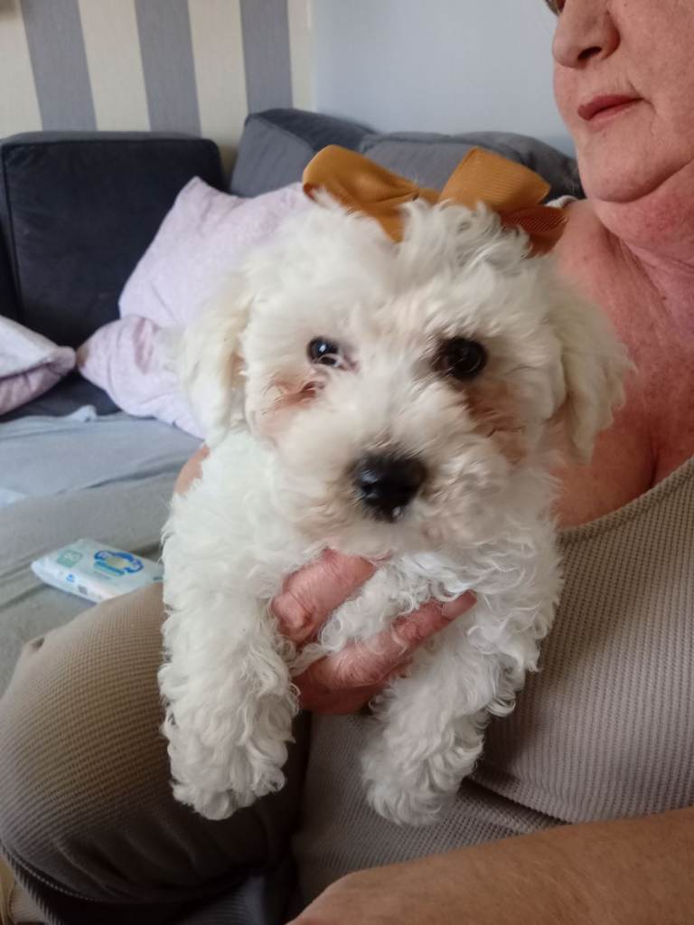 Bichon frise