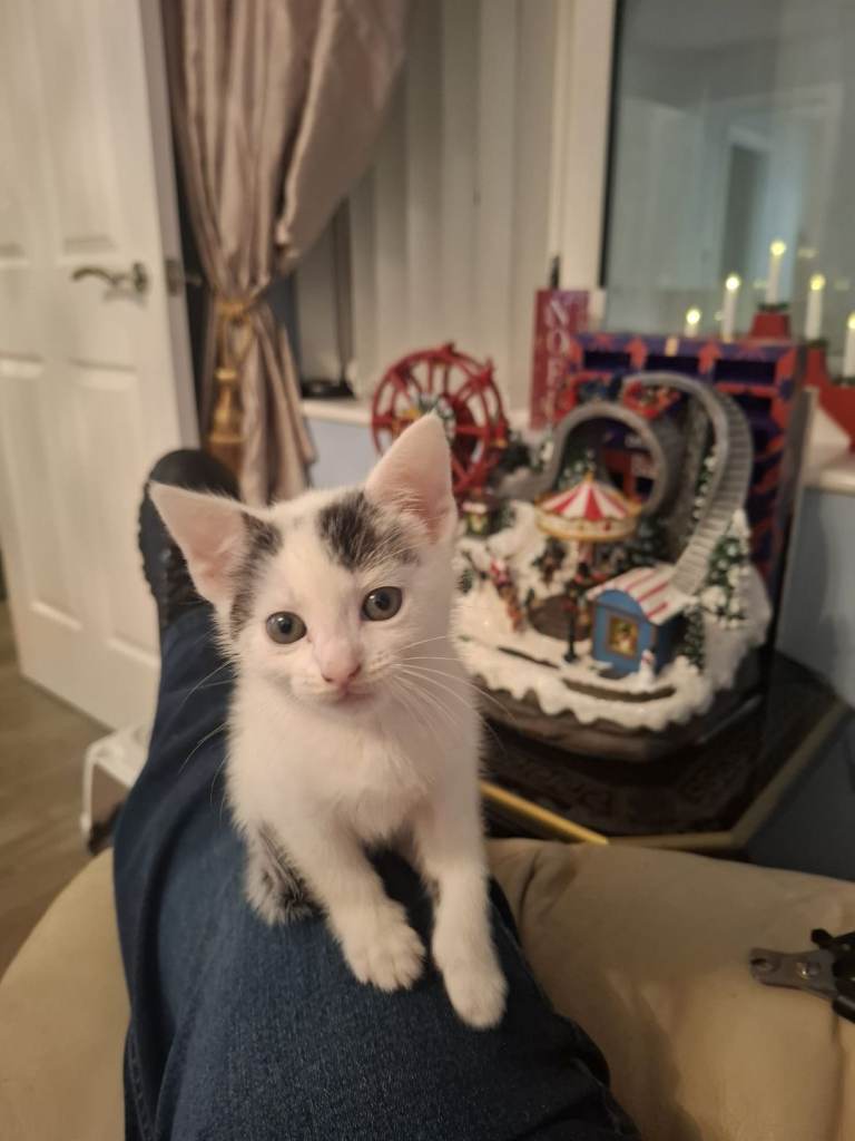 kitten last available