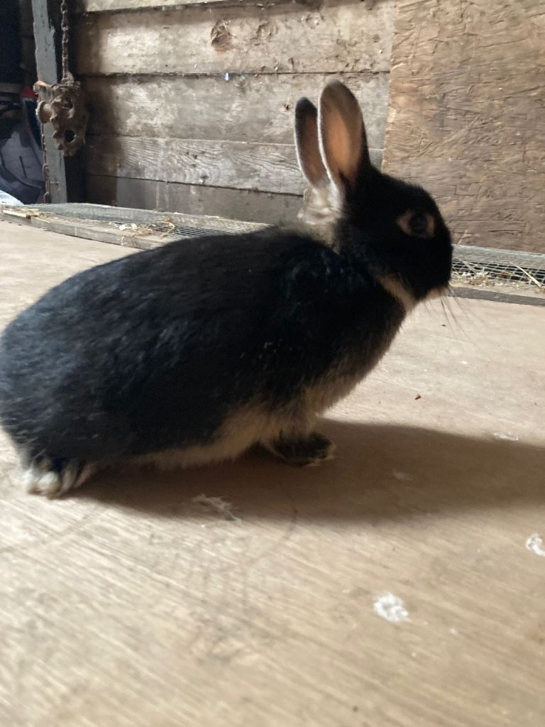 Netherland Dwarf Rabbits 