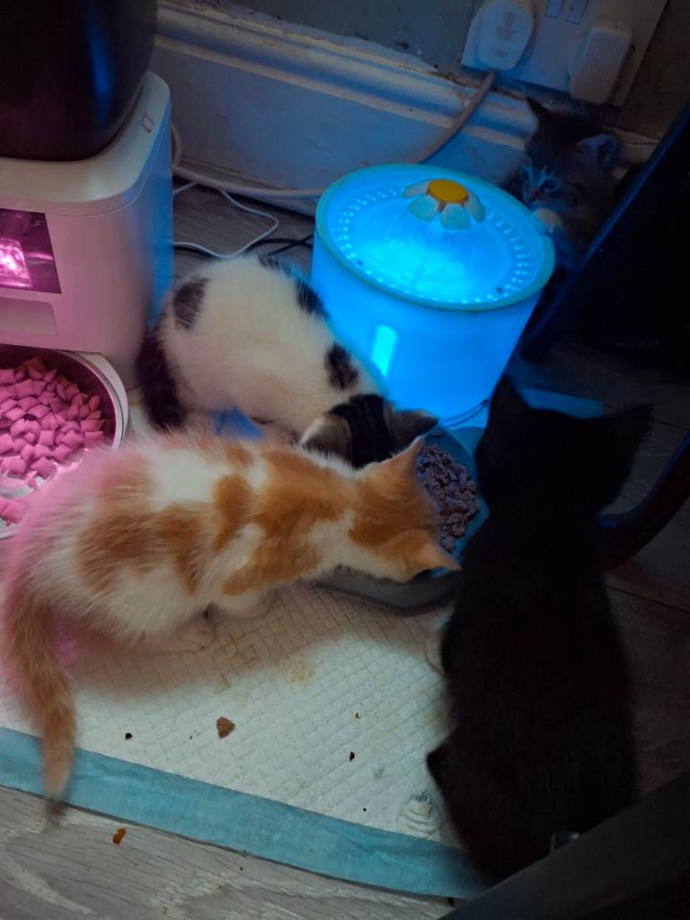 Kittens 