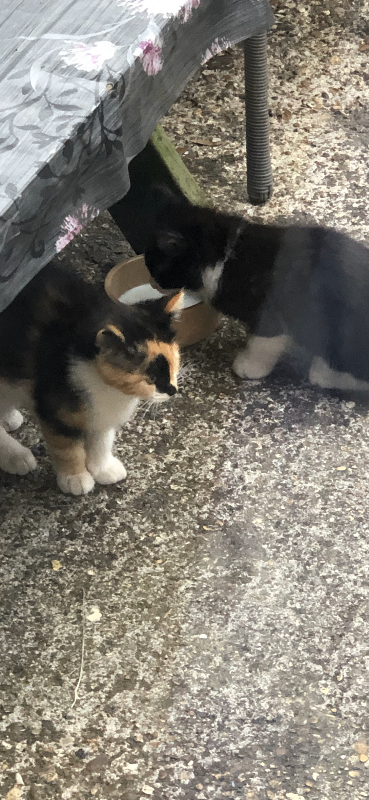 Lively Kittens 