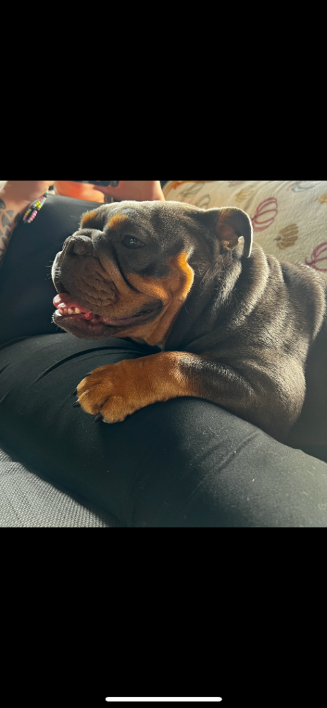 Stunning blue and tan tri  K.C reg girl in Cheltenham