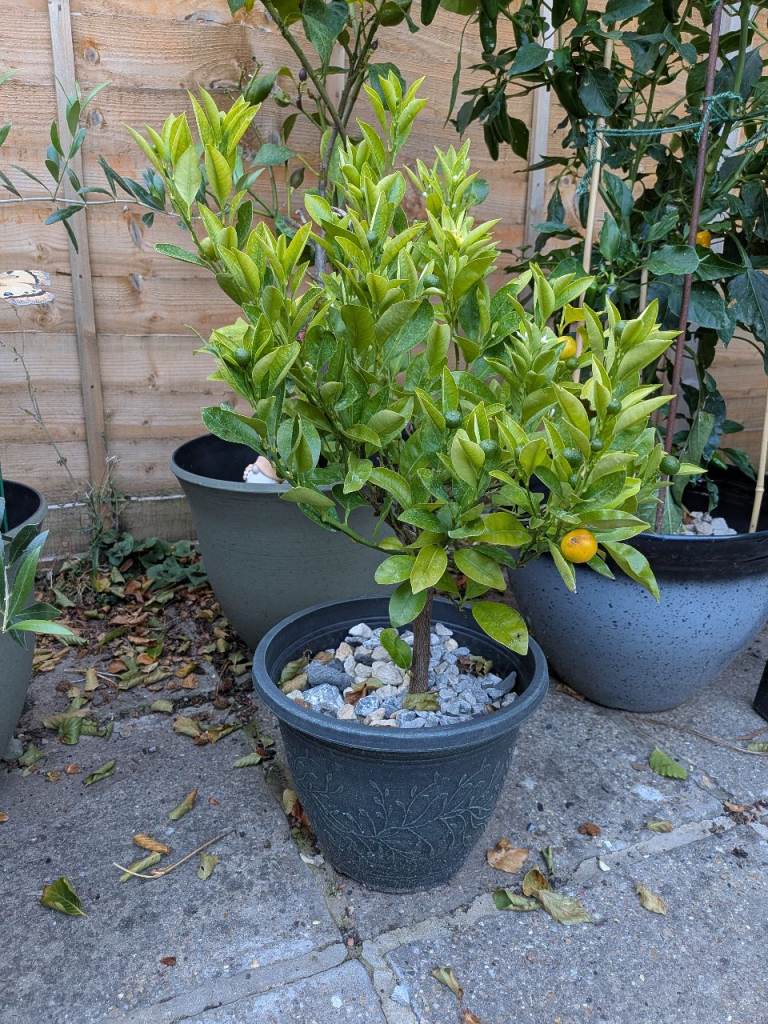 Small potted plants