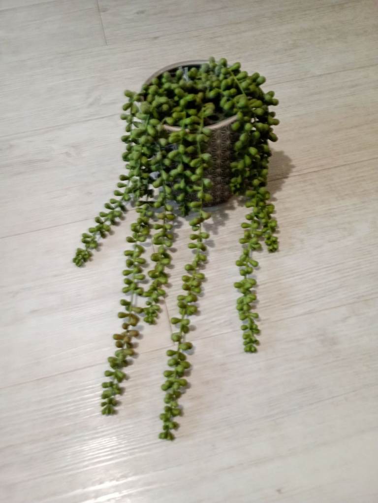 Lovely faux trailing plant 