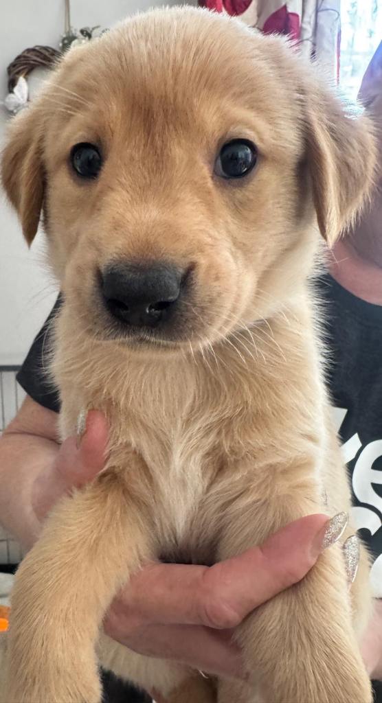 Fox red Labradors 