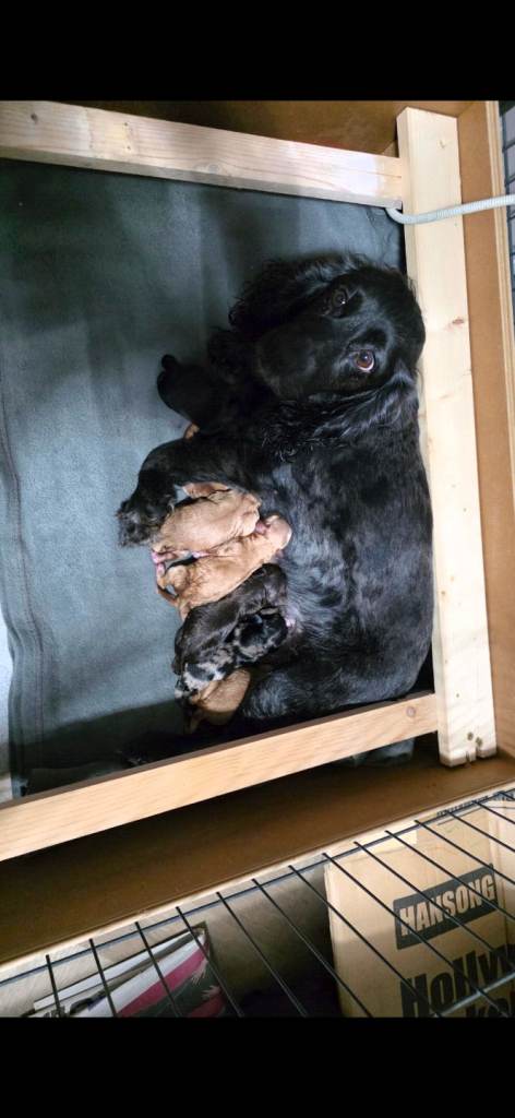 4 beutiful Cockapoos 