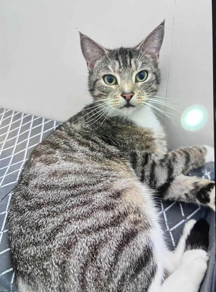 Bruno is looking for a new home 