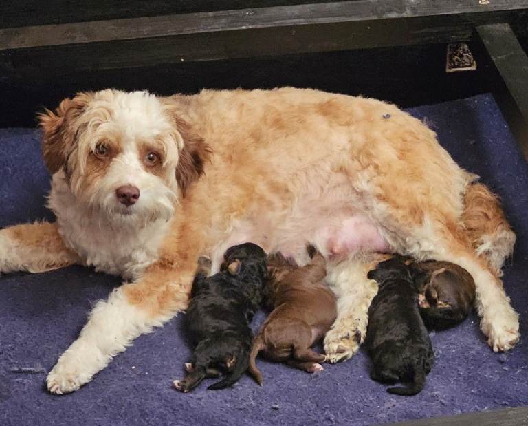 Miniature AussieDoodles