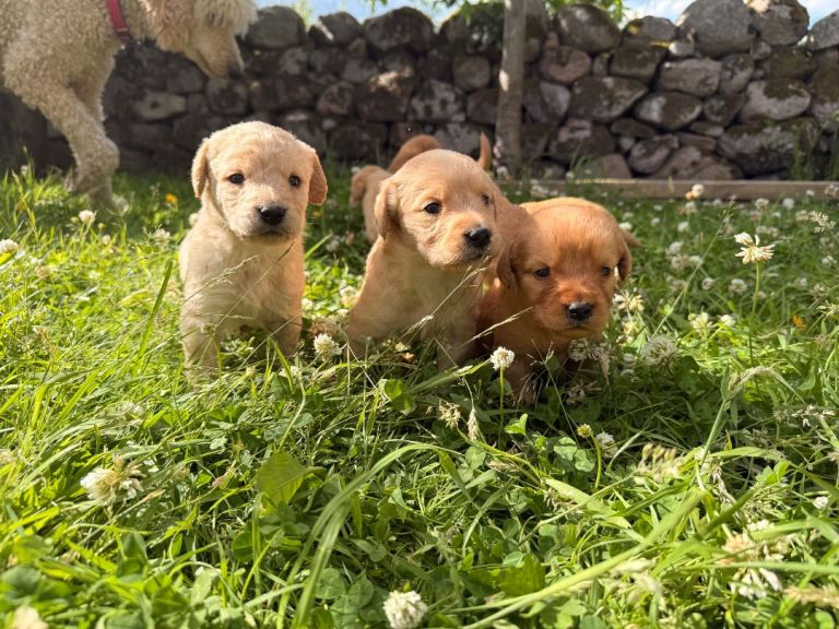 Labradoodle puppies for sale 