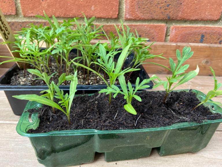 Cosmos-Polidor young plants