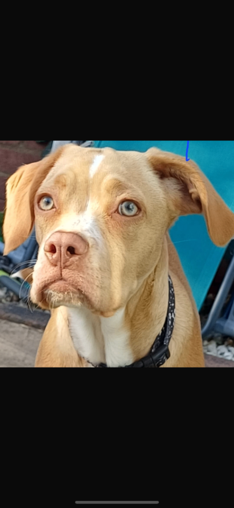 Staff x springer female 