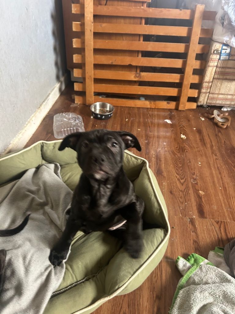 Female staffy  pup 