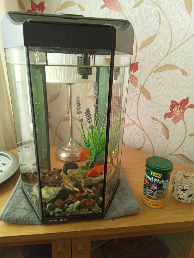 Prism fish tank 