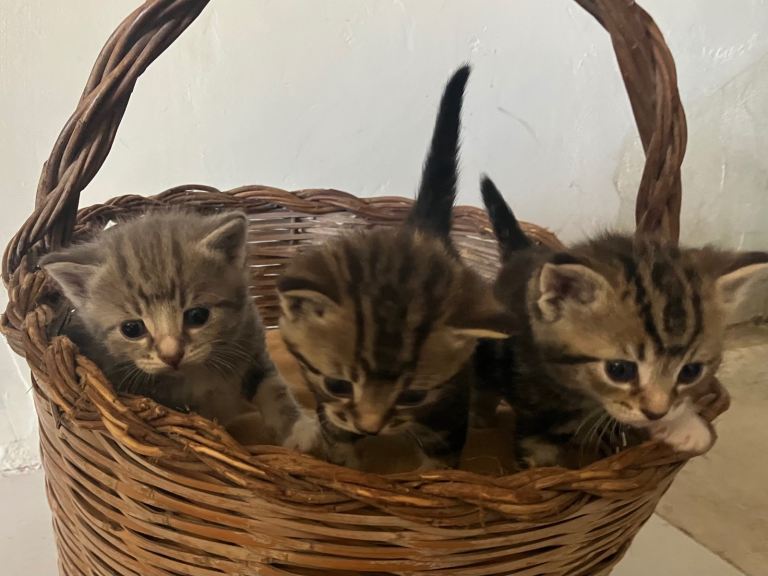 British Short Hair Cross Kittens