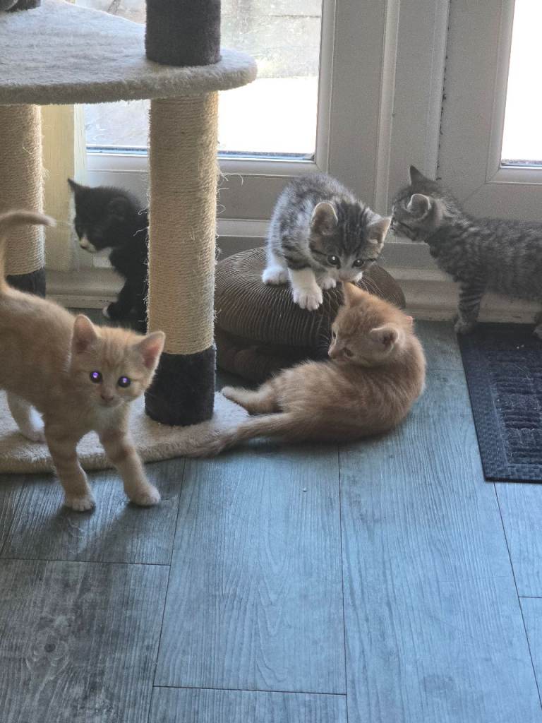 Kittens 