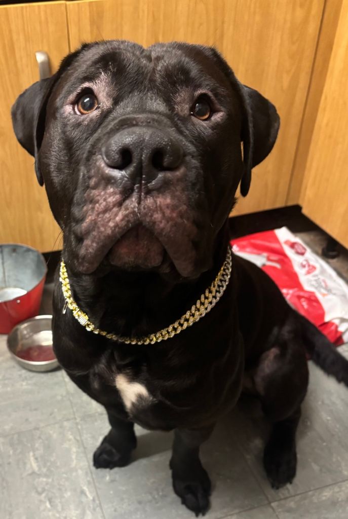 16 month old male cane corso 