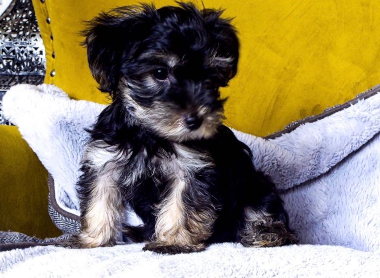 Adorable Morkie Poo’s for sale 3 left!!