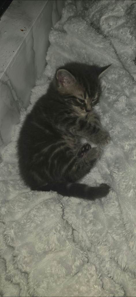 Kittens for sale 