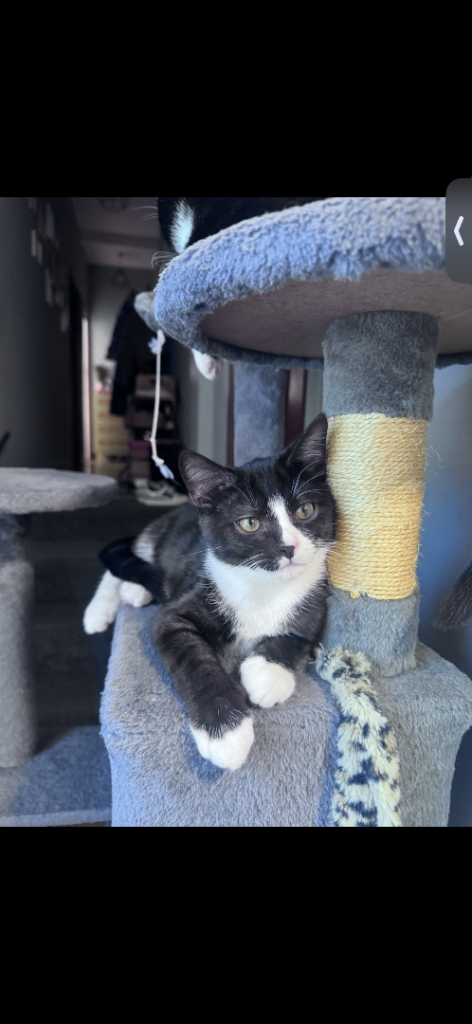 Kittens looking for home