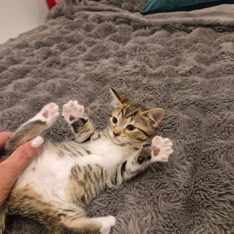 Cute tabby kittens for sale