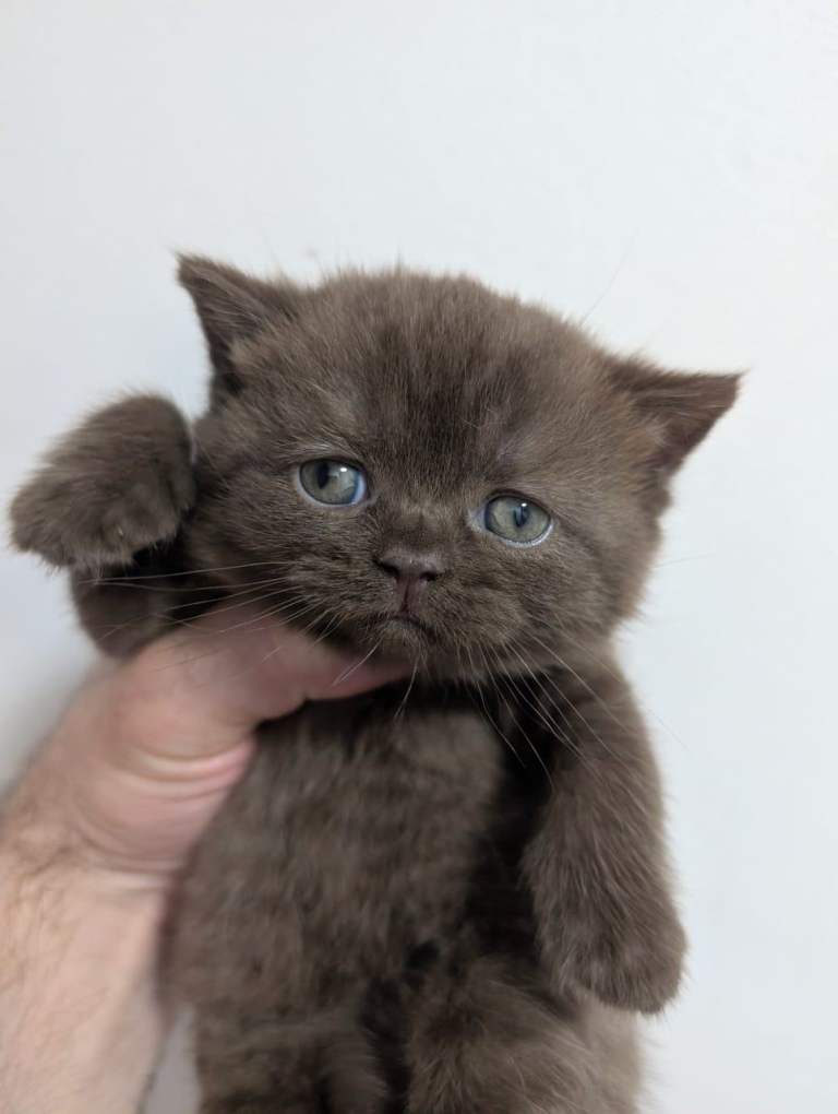 Pure British short hair kittens