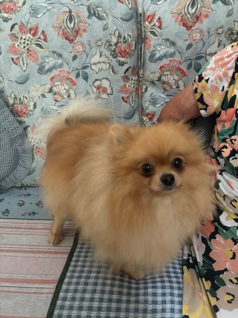 🐾 Teddy – 2½ Year Old Pomeranian Looking for His Forever Home 🐾