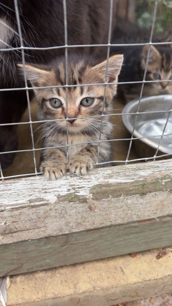 *Beautiful Tabby kittens*