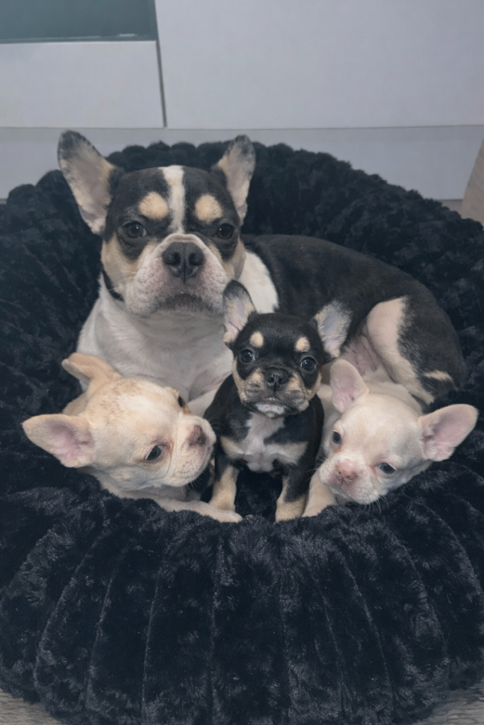 French bulldogs 