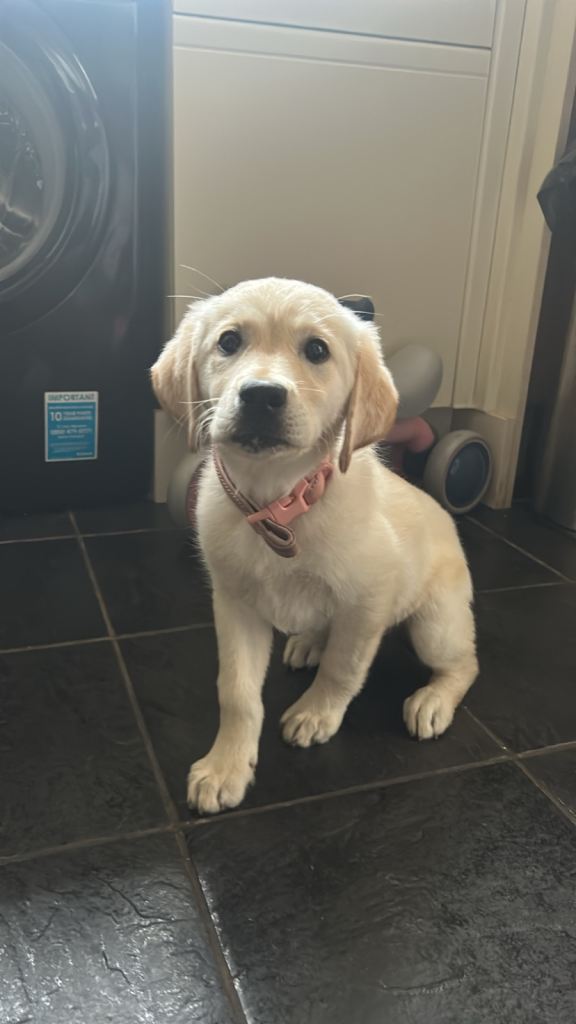 Golden Labrador Puppy for Sale 