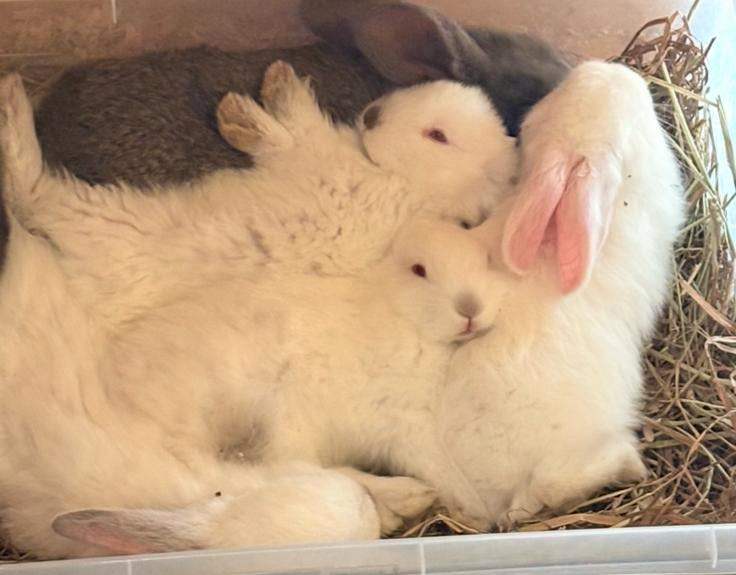 Giant Continental Babies 